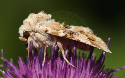 Blomster-Stængelugle Eremobia ochroleuca