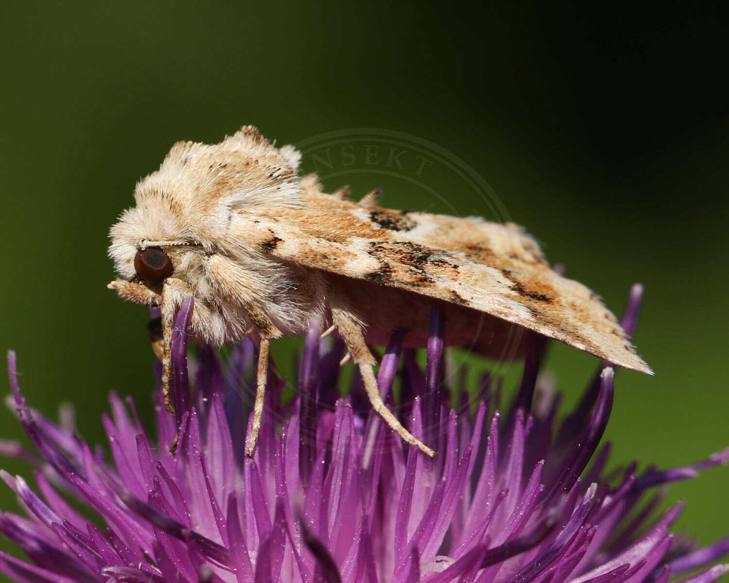 Blomster-Stængelugle på toppen af rød blomst