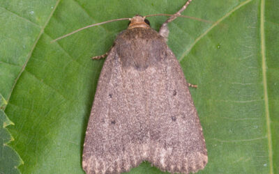 Blyantsugle Amphipyra tragopoginis