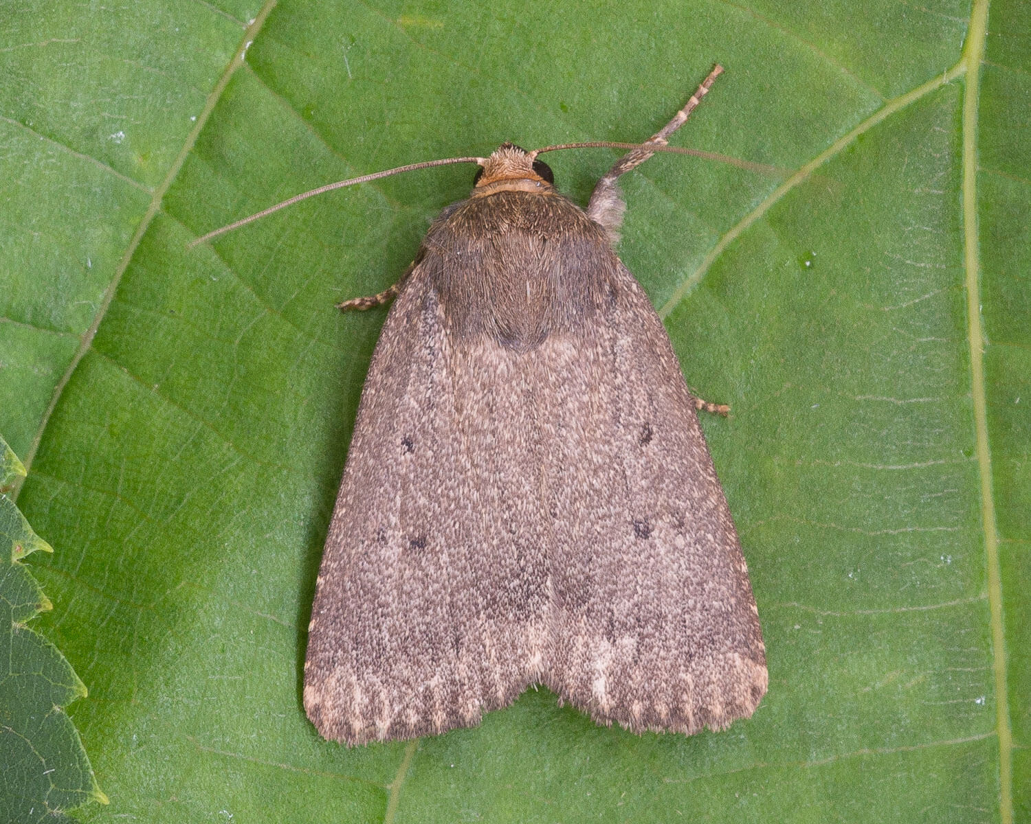 Blyantsugle på grønt blad