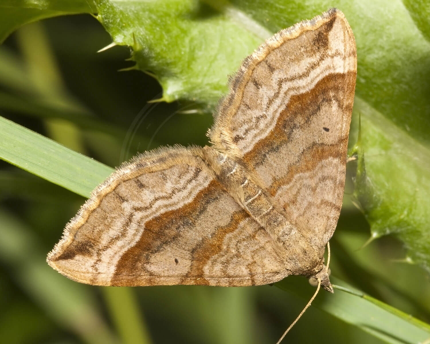 Bornholmsk Perikonmåler sidder på græsstrå