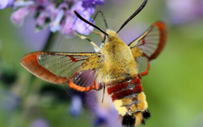 Bredrandet Humlebisværmer Hemaris fuciformis