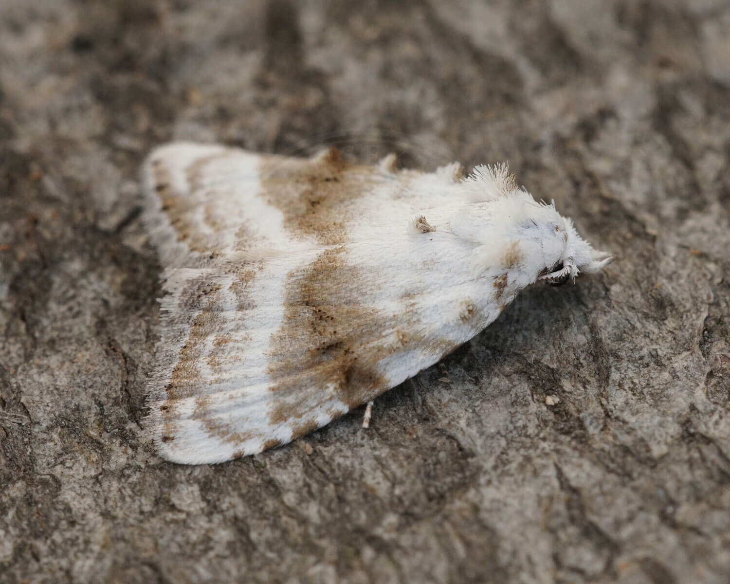 Brombær-Dværg set på bark