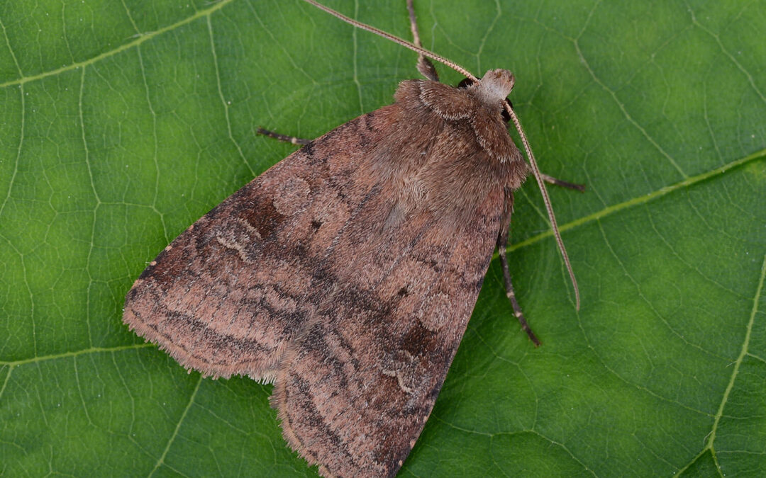 Brombærtiggerugle på grønt blad