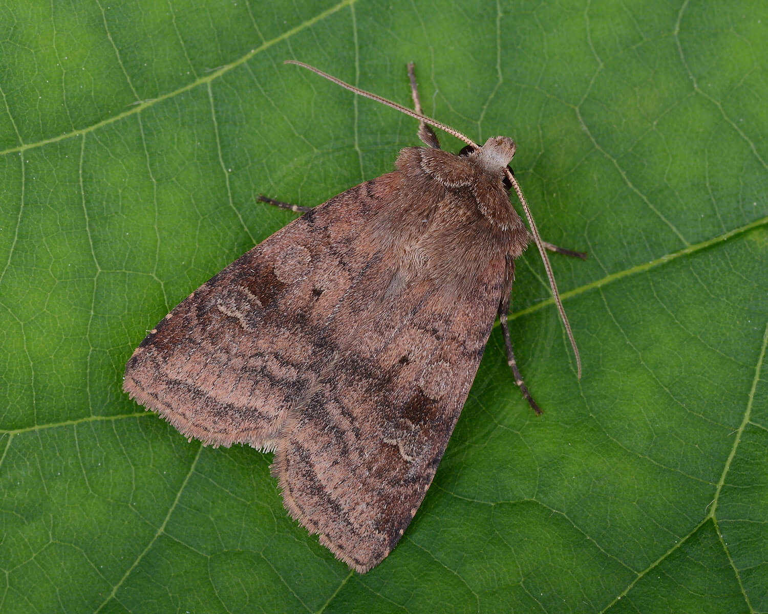 Brombærtiggerugle på grønt blad