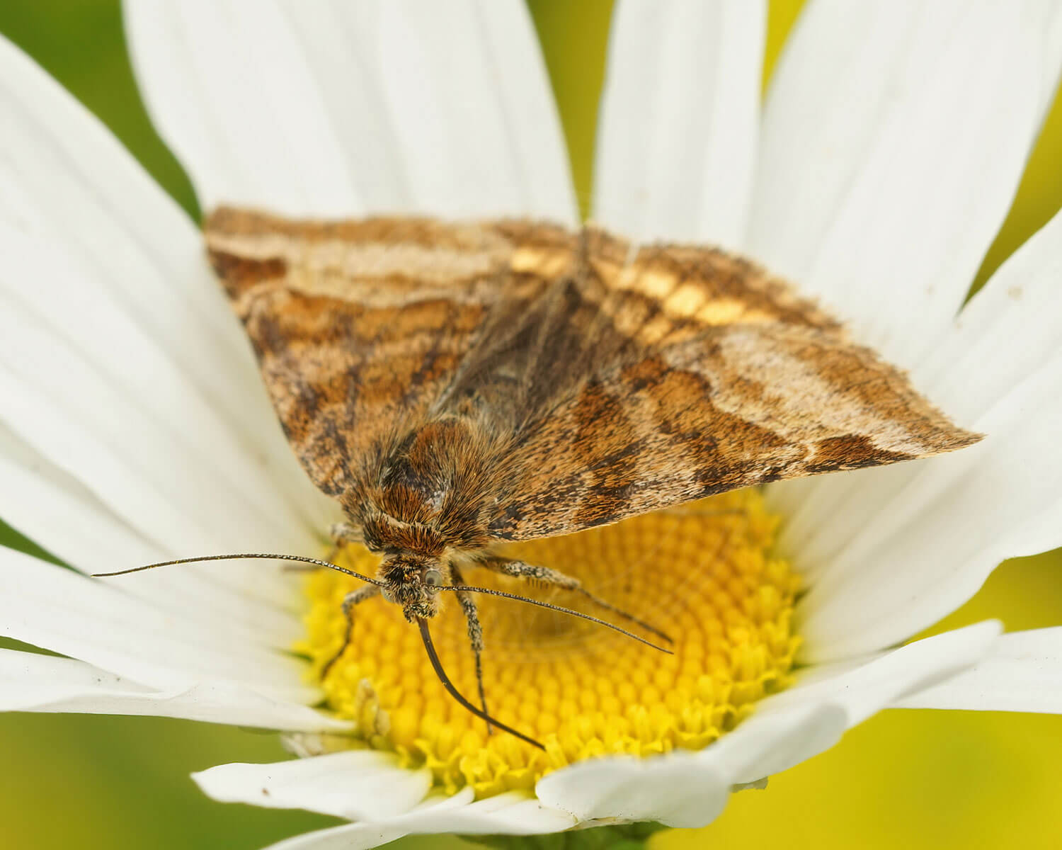 Brun Kløverugle på fin hvid og gul blomst