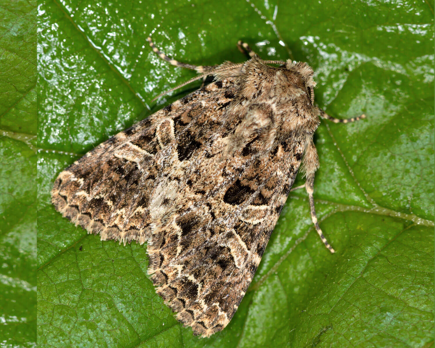 Brun Nellikeugle på grønt blad