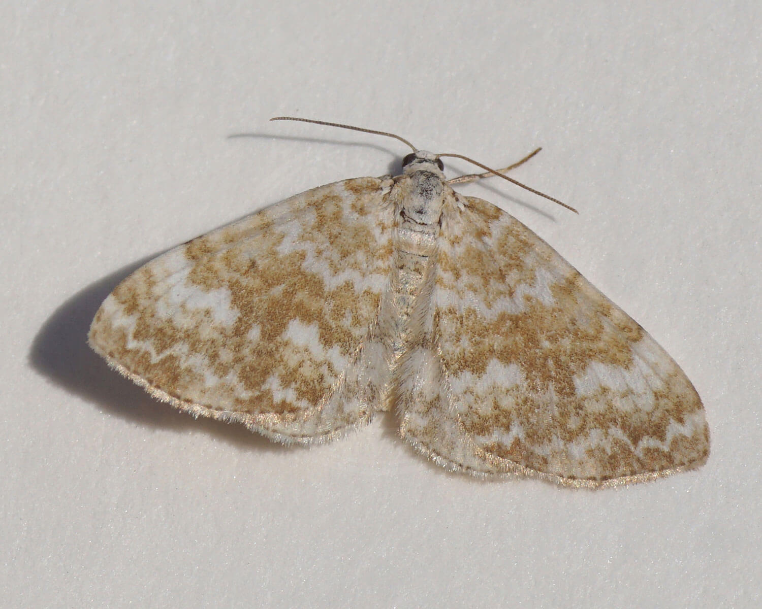 Brunflammet Bladmåler i sine sarte brune og hvide farver