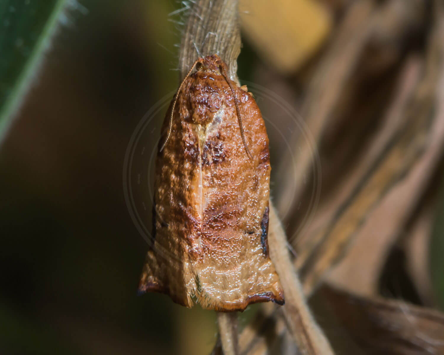 Busksommervikler der ser nærmest helt glinsende ud