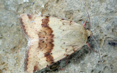 Cikorieugle Heliothis viriplaca