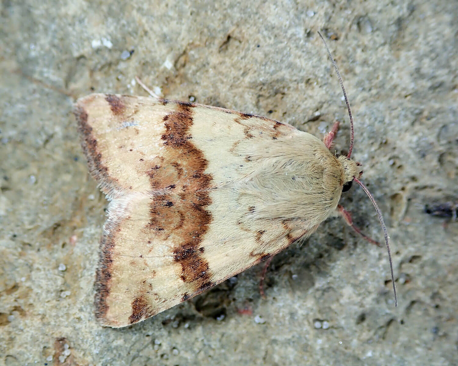 Cikorieugle med de flotte buer på vingerne