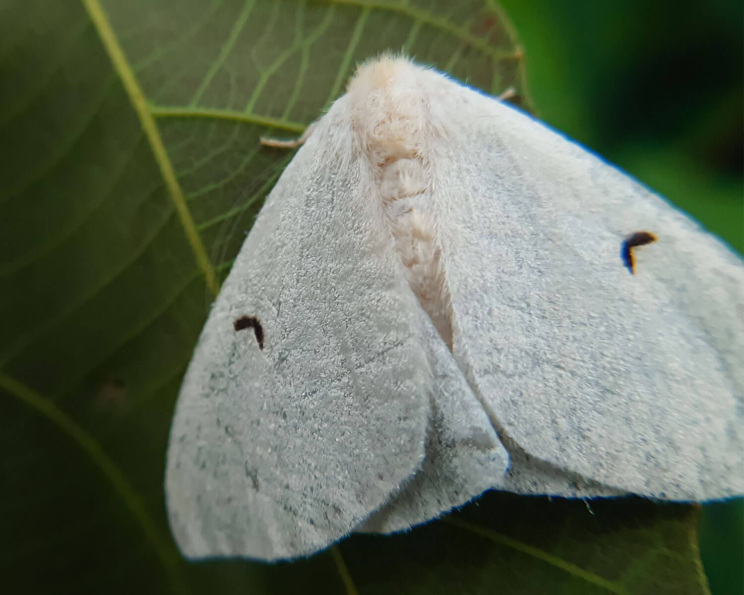 Det Sorte L med sine smukke hvide vinger med det tydelige sorte L