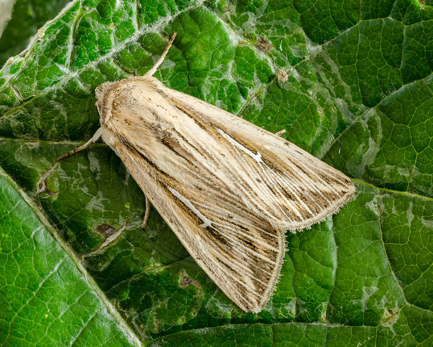 Det Store L sidder på grønt blad