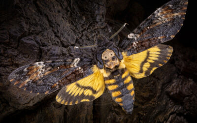 Dødningehoved Acherontia atropos