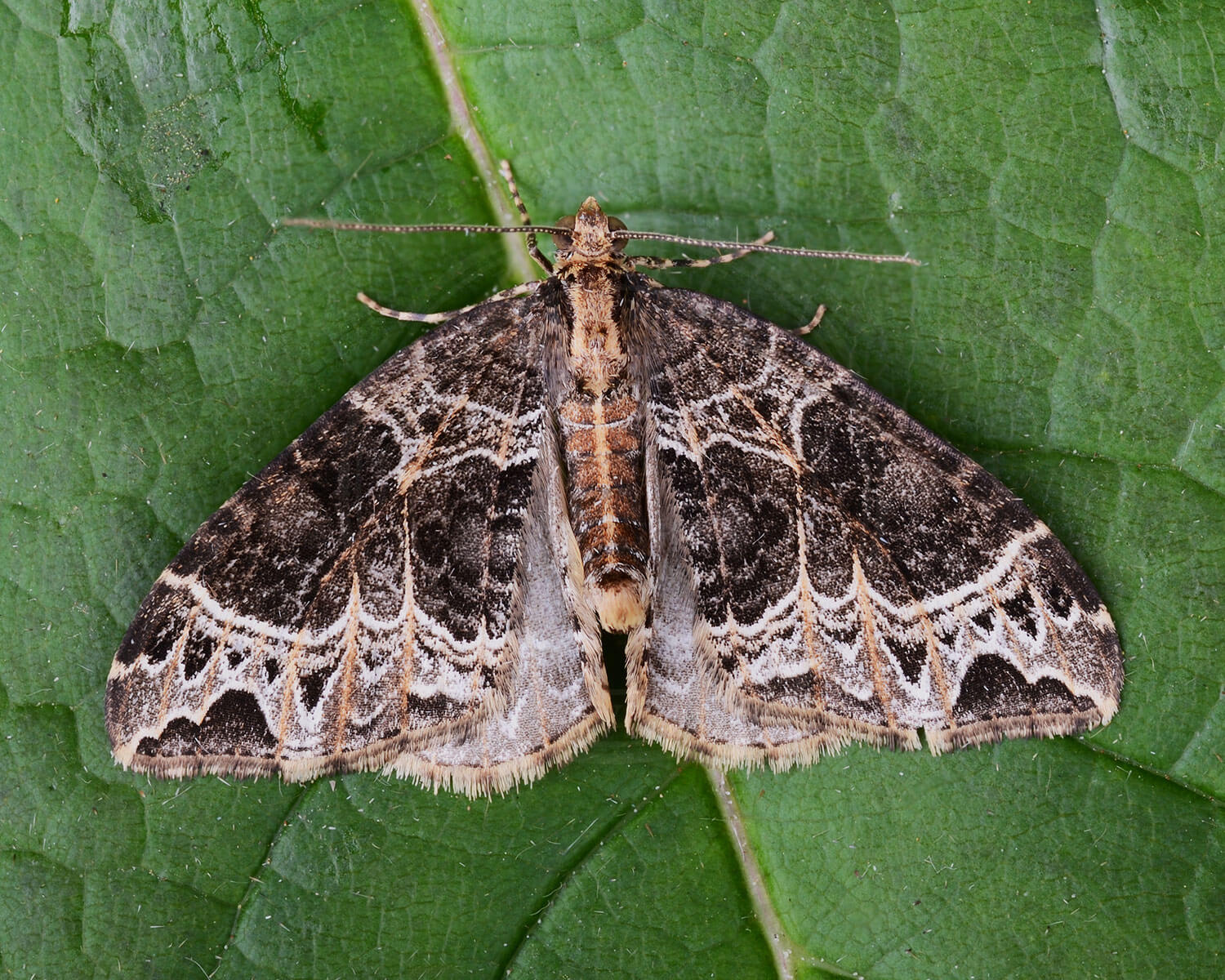 Dueurt-Bladmåler på grønt blad