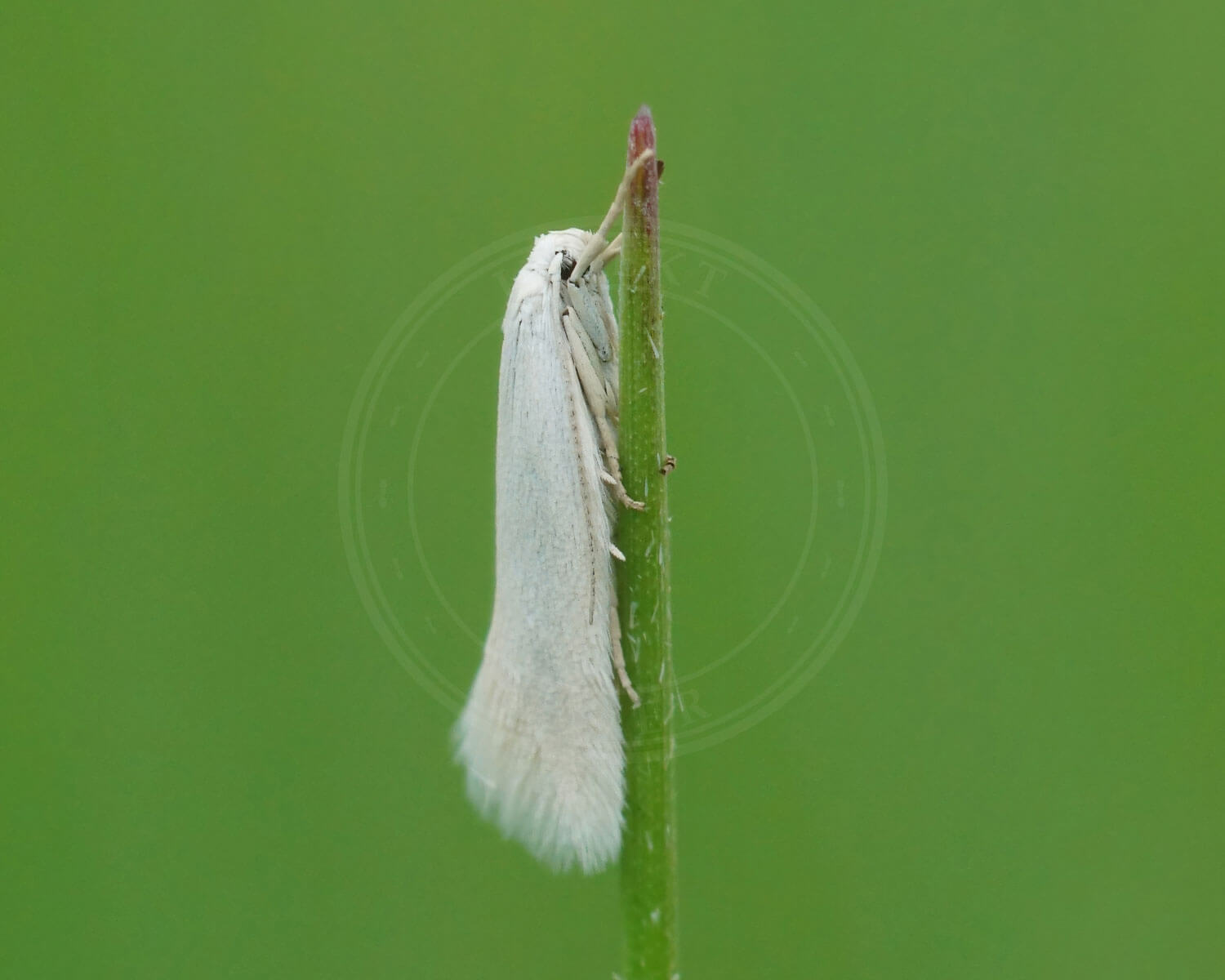Elachista argentella ses her fra siden