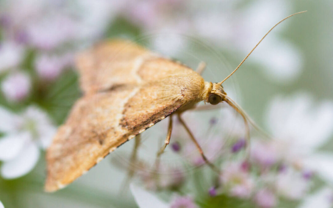 Endotricha flammealis sidder midt i blomst