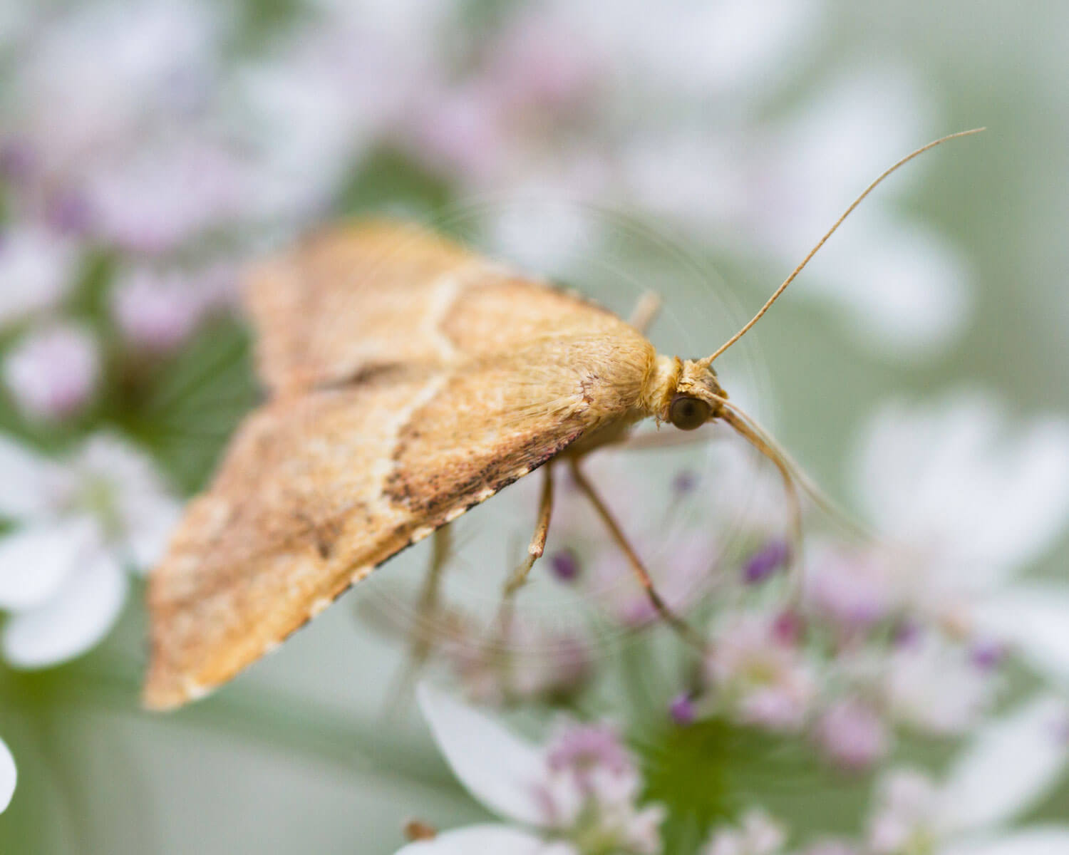 Endotricha flammealis sidder midt i blomst