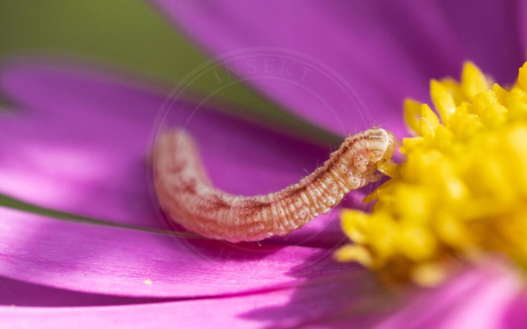 Engdværgmåler larve der sidder midt i blomst