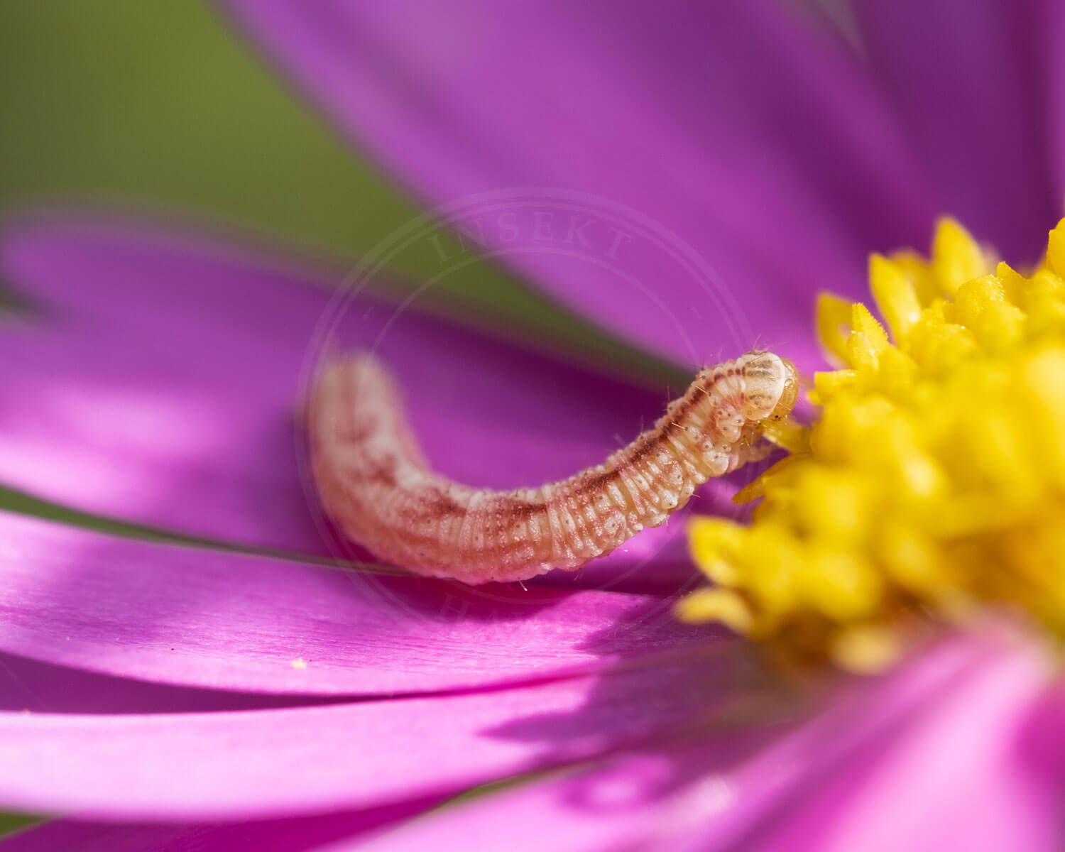 Engdværgmåler larve der sidder midt i blomst