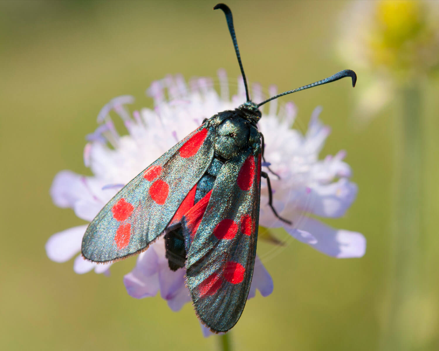 Femplettet Køllesværmer hvor man kan se de røde undervinger