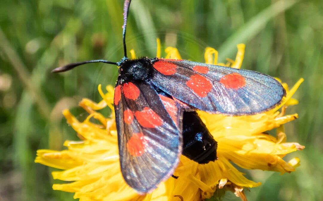 Femplettet Køllesværmer på gul blomste