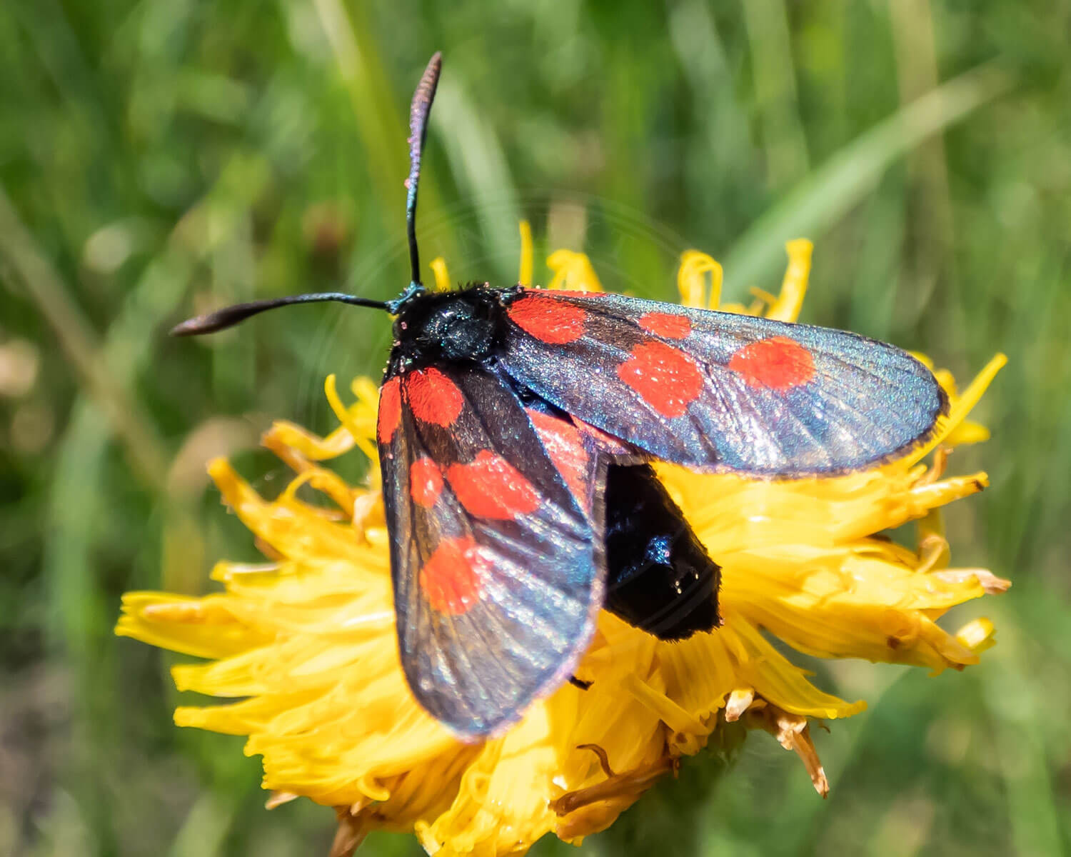 Femplettet Køllesværmer på gul blomste