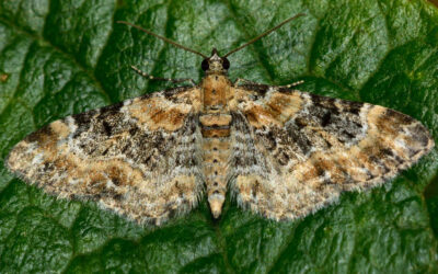 Fingerbøldværgmåler Eupithecia pulchellata