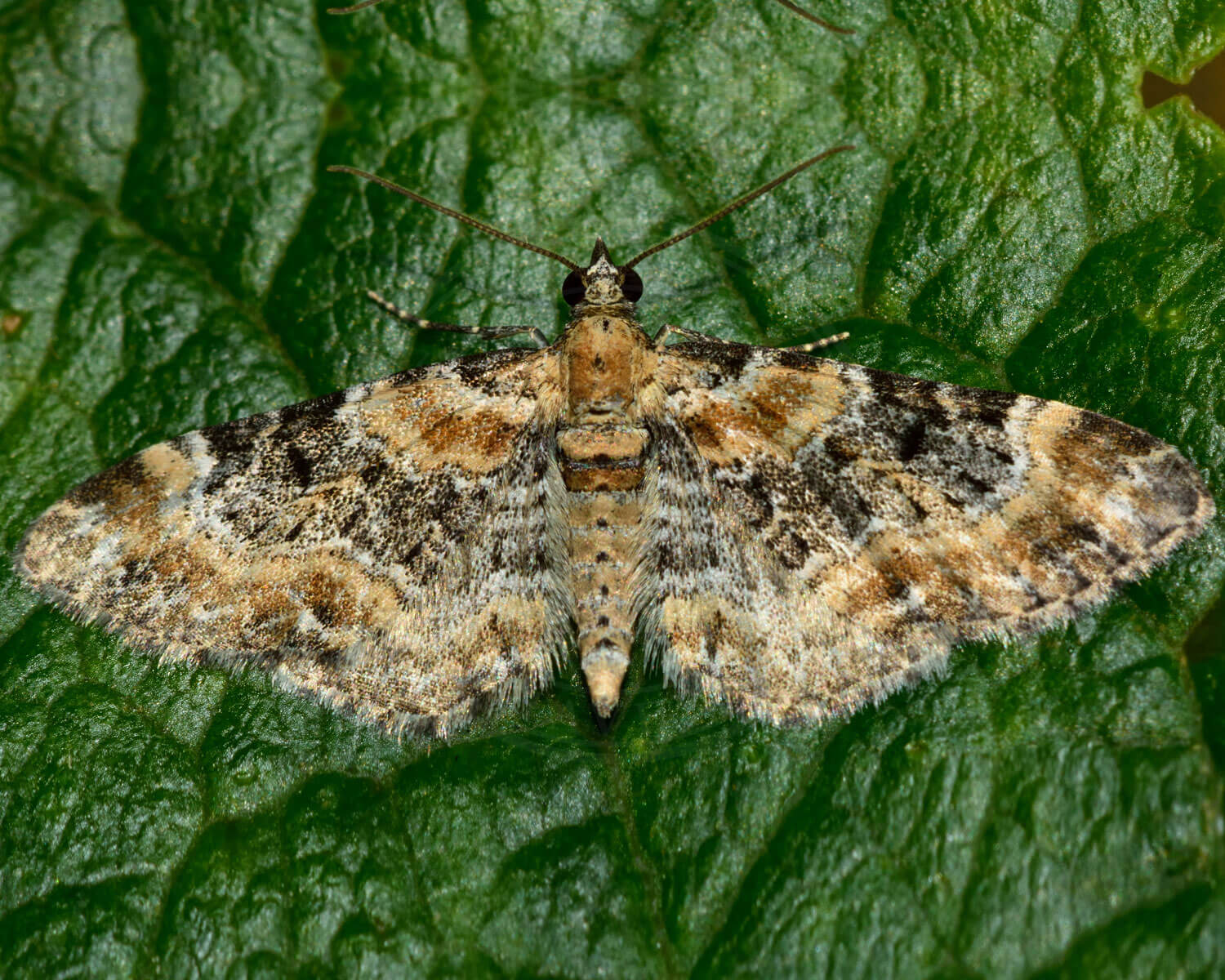 Fingerbøldværgmåler i flotte farver sidder på grønt blad