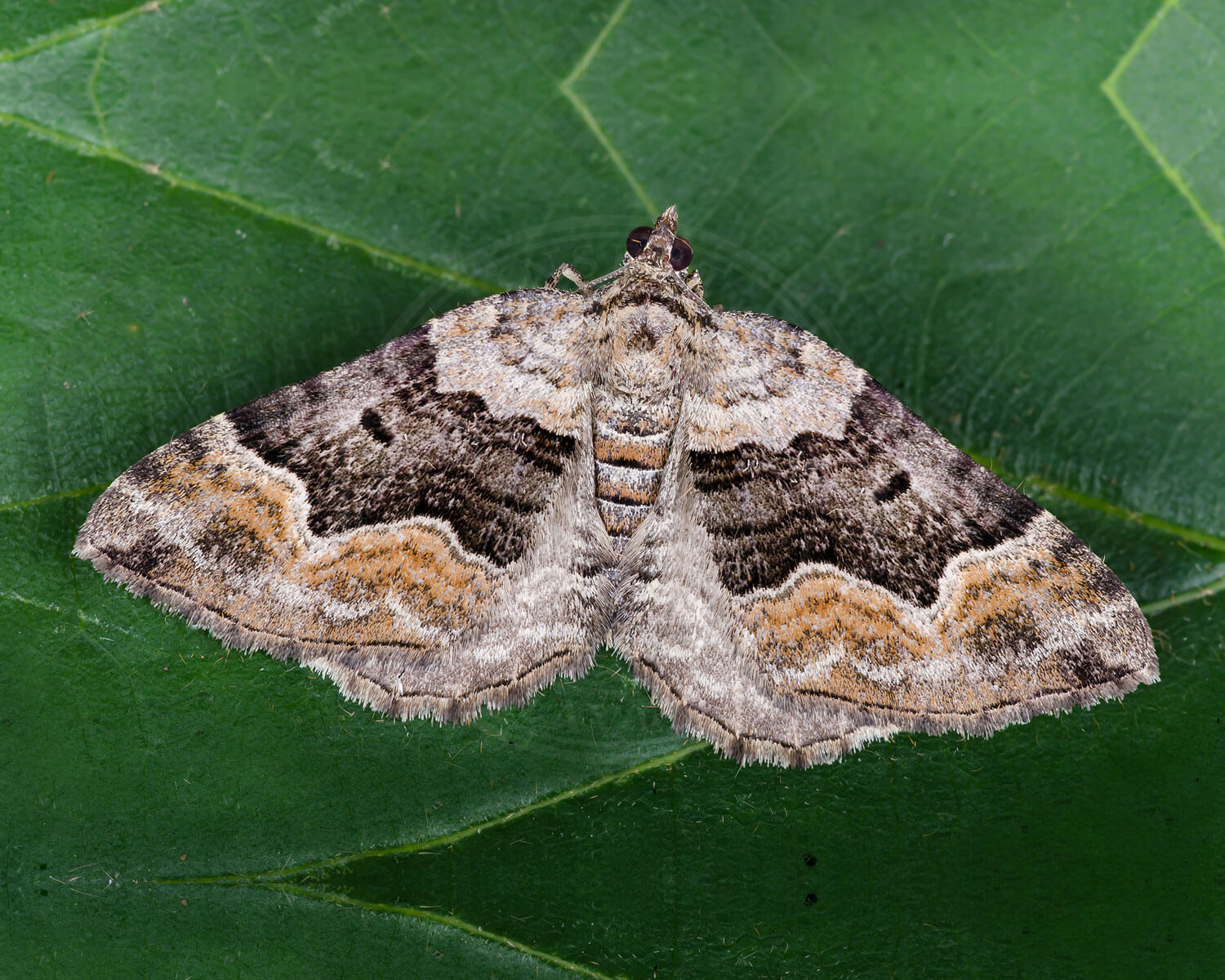 Firbåndet Bladmåler der sidder på grønt blad