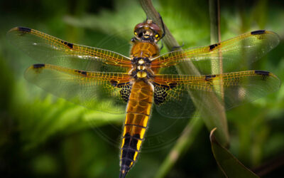 Fireplettet Libel Libellula quadrimaculata