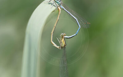 Fjerbenet Vandnymfe Platycnemis pennipes