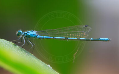 Flagermus-Vandnymfe Coenagrion pulchellum