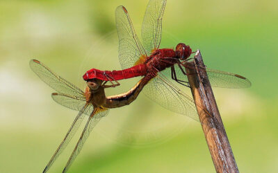 Flammelibel Crocothemis erythraea