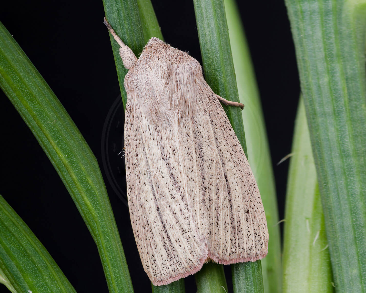 Flov Græsugle der sidder på græs