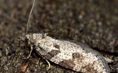 Følfodbladvikler Cnephasia stephensiana