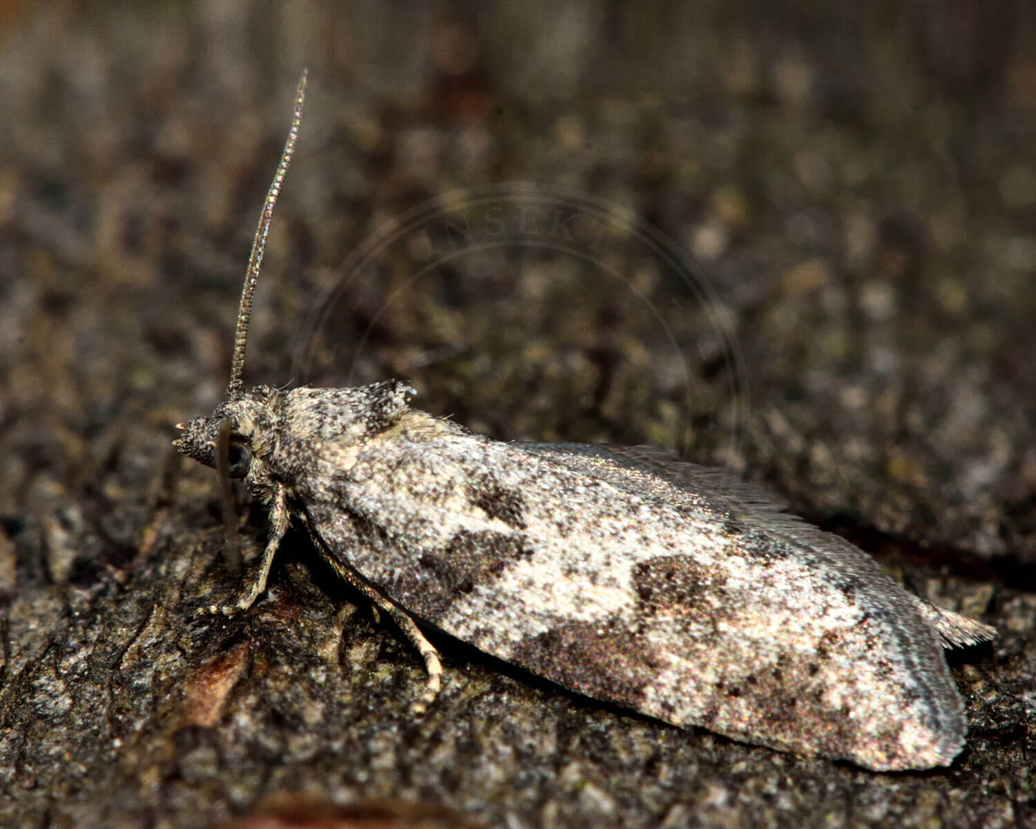 Følfodbladvikler der sidder skjult på bark