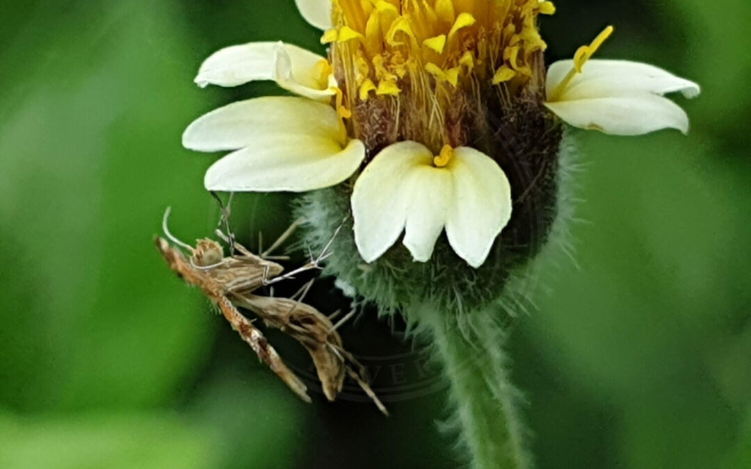 Følfodfjermøl der sidder på blomst