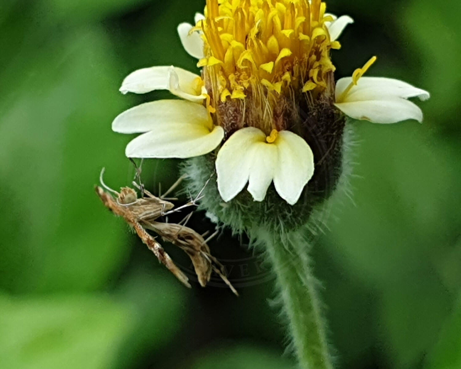 Følfodfjermøl der sidder på blomst