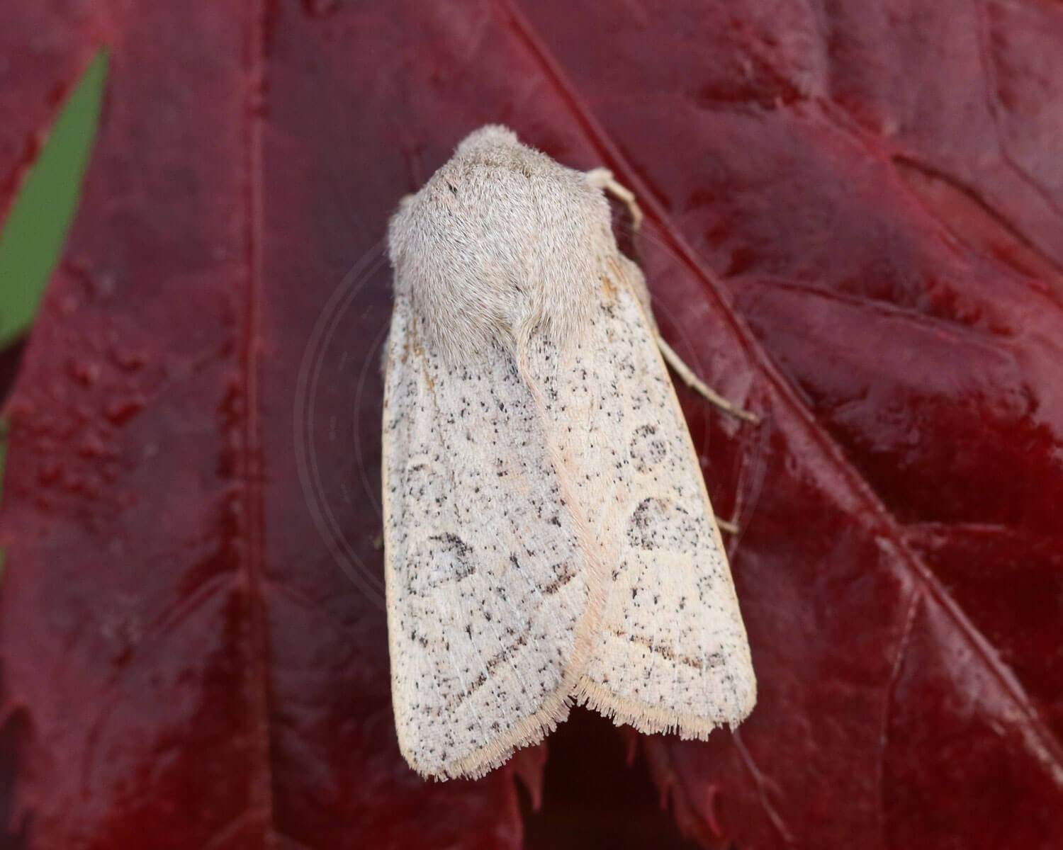 Grå Forårsugle fotograferet på rødt blad