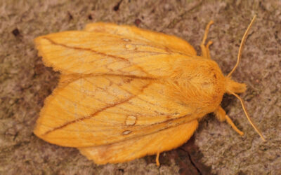 Græsspinder Euthrix potatoria