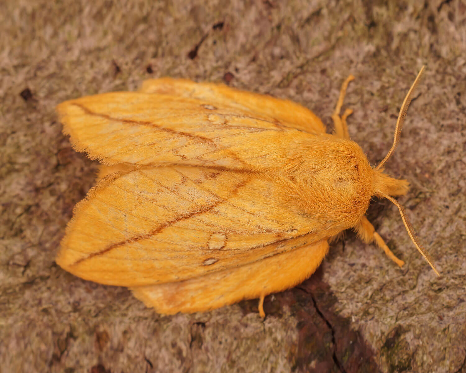 Græsspinder der sidder på bark