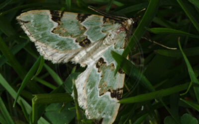 Grøn Bladmåler Colostygia pectinataria