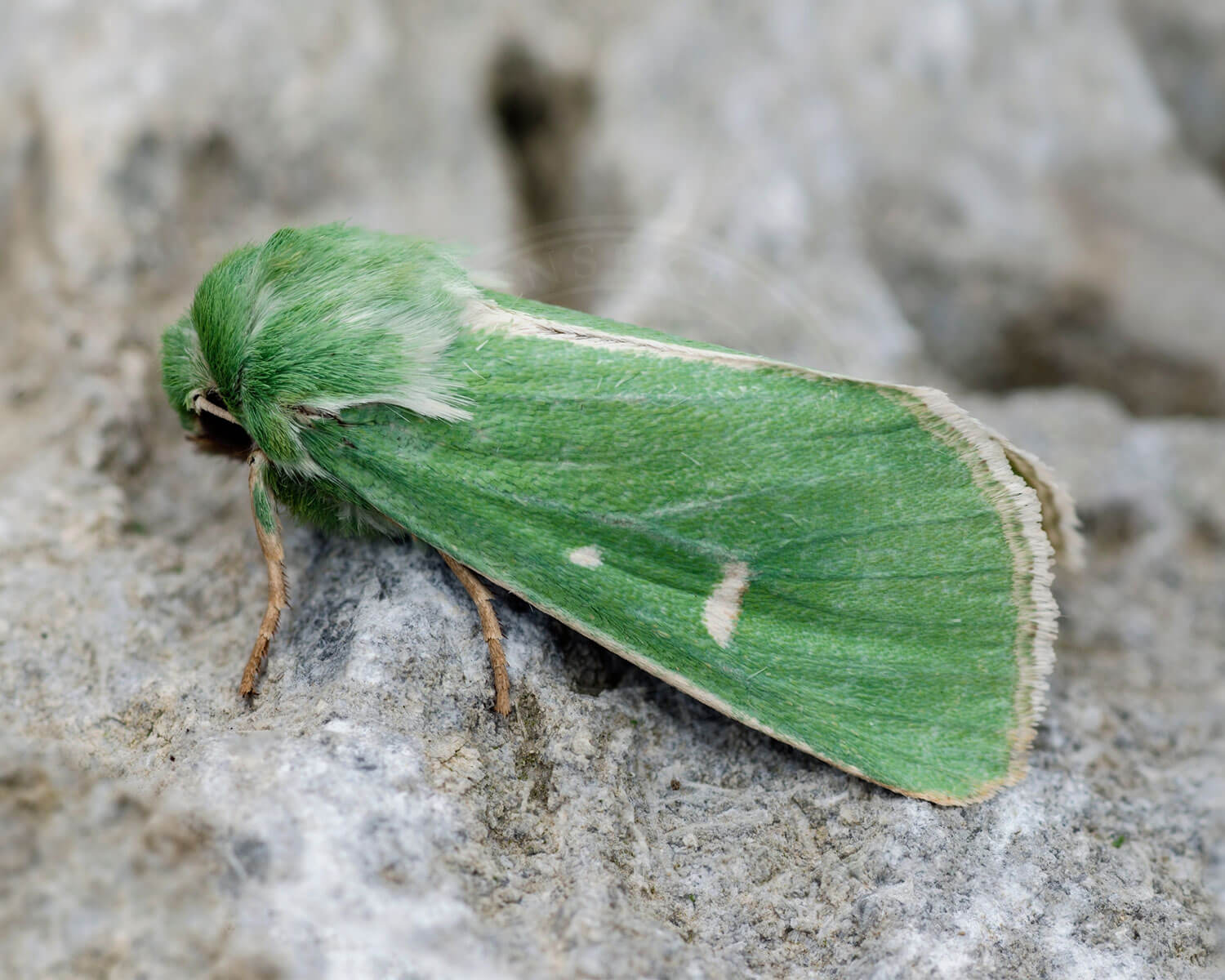 Grøn Engugle en virkelig flot natsommerfugl, med sin specielle grønne farve