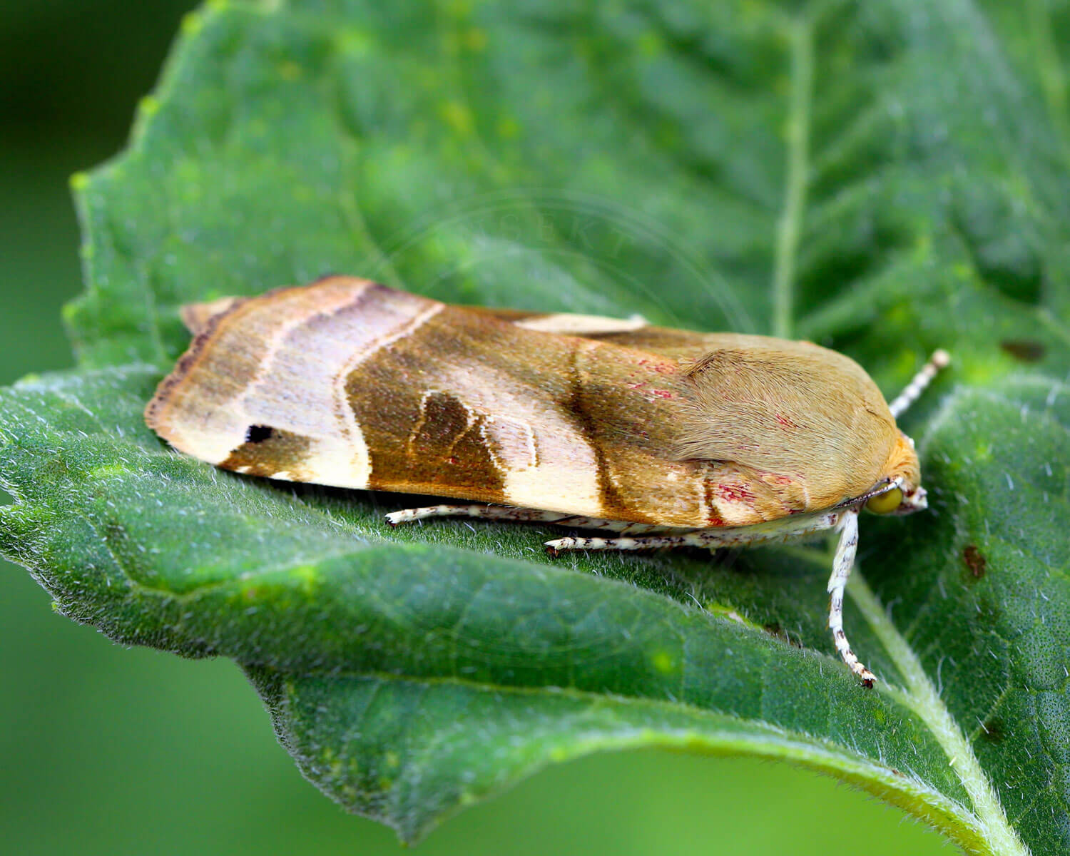 Gul Båndugle set fra siden på grønt blad