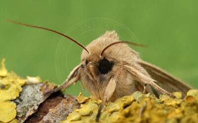 Halmugle Mythimna pallens