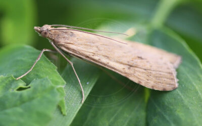 Helcystogramma rufescens Helcystogramma rufescens