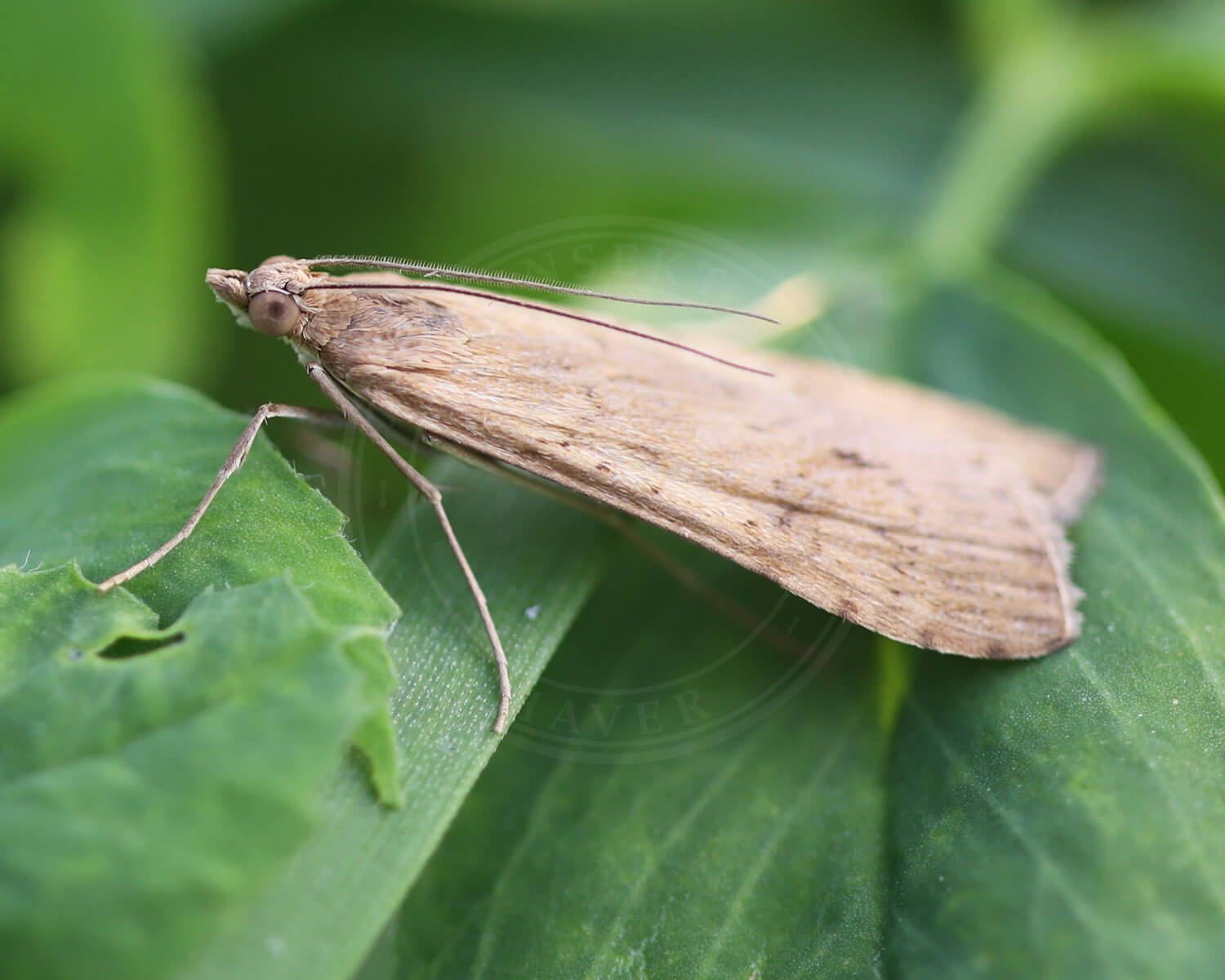Helcystomramma refescens et lille møl