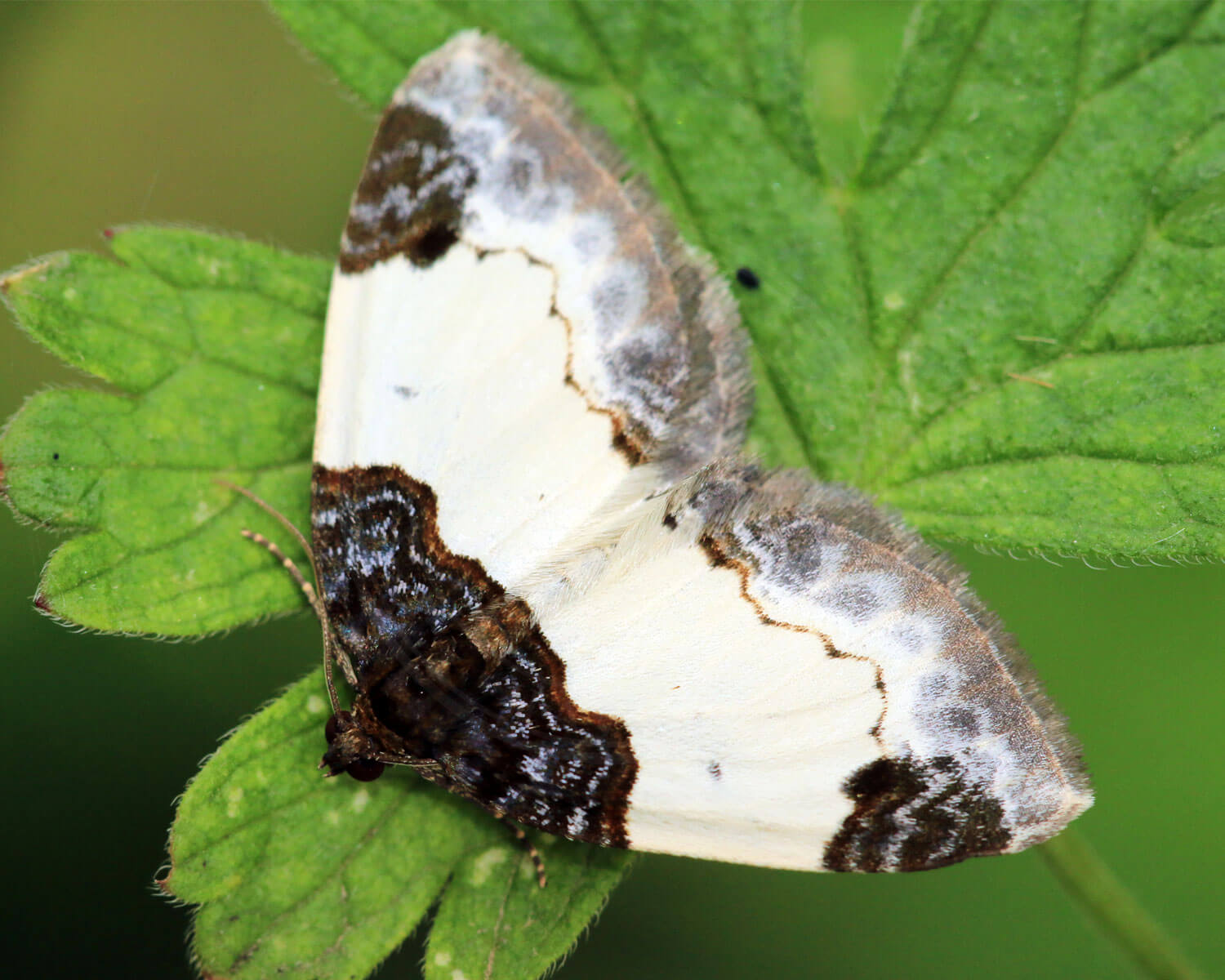 Hindbær Bladmåler er en virkelig flot natsommerfugl