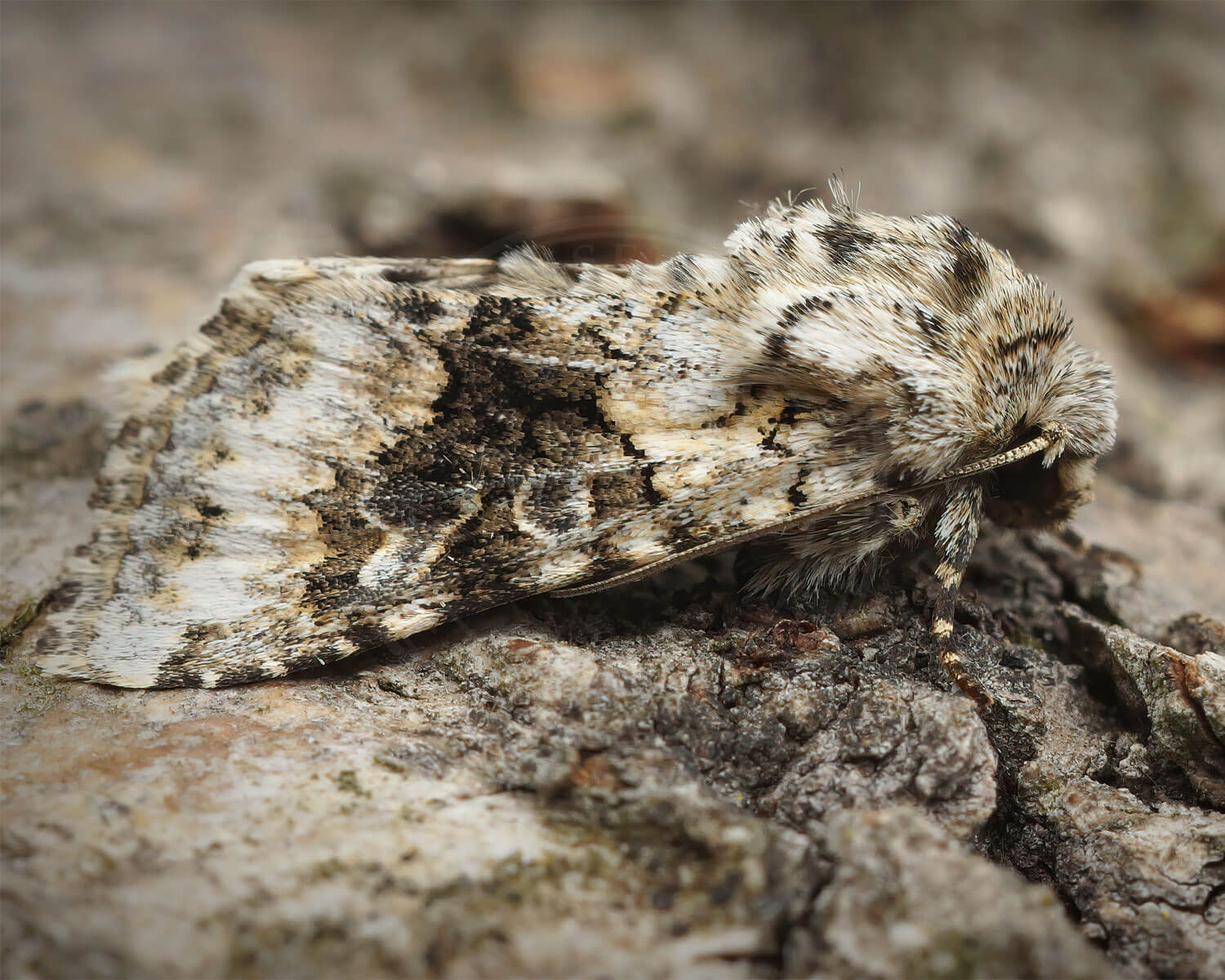 Høgeurt-Ugle på gammel bark